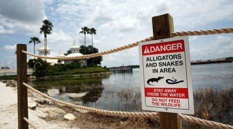 Alligator Warning Sign