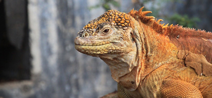 land iguana from galapagos